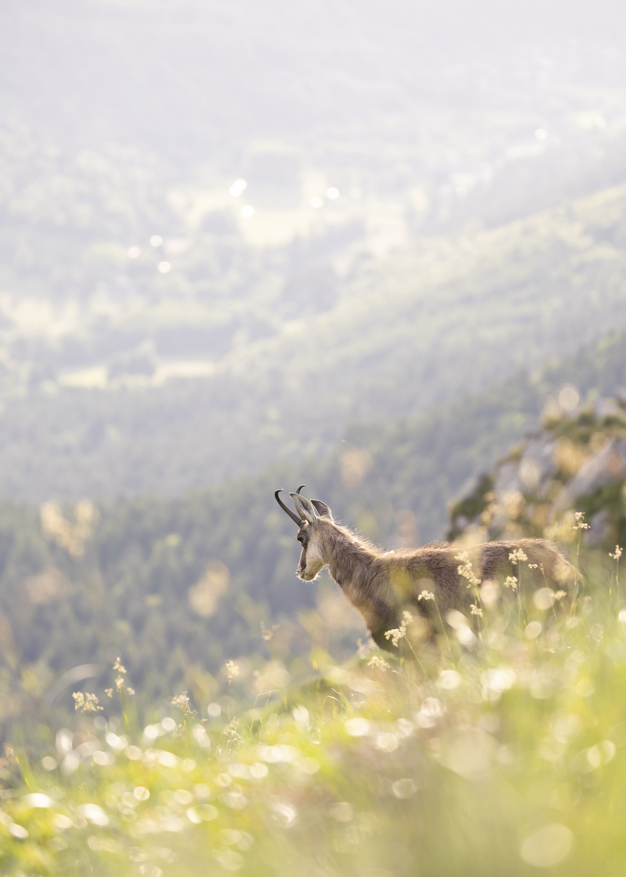 Gems - foto: Ann Backx