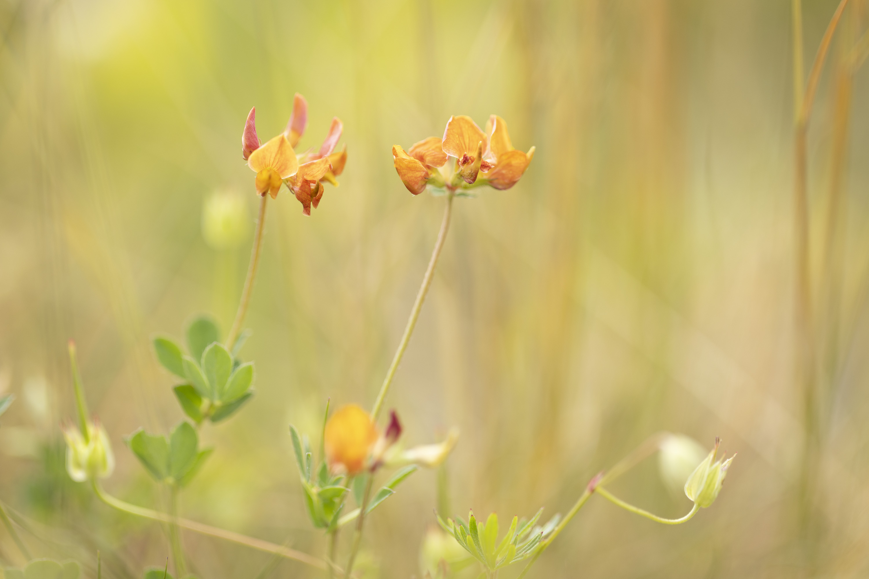 Gewone rolklaver - foto: Ann Backx