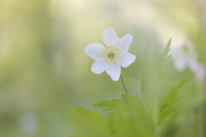 Bosanemoon - foto: Ann Backx