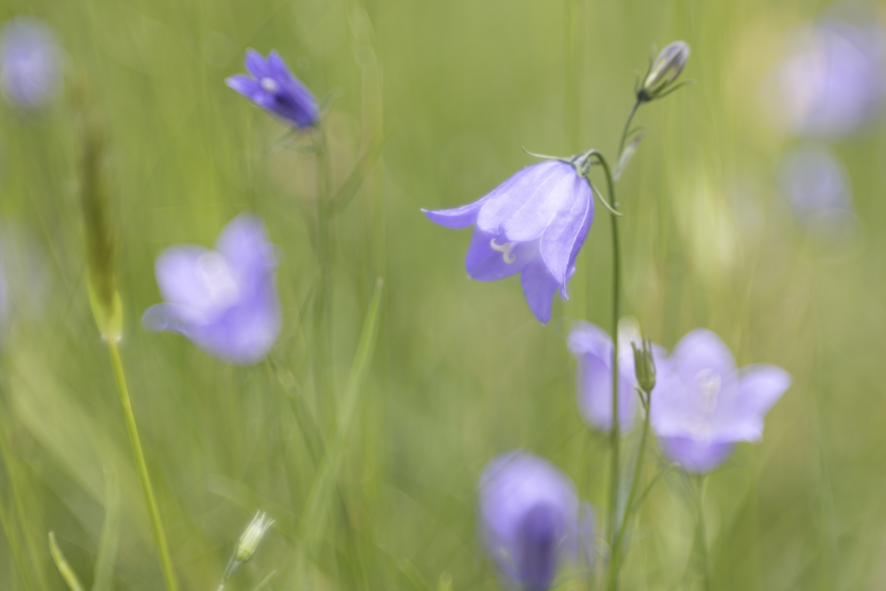 Grasklokje - foto: Ann Backx