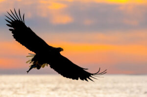 Zeearend – foto: Tom Linster