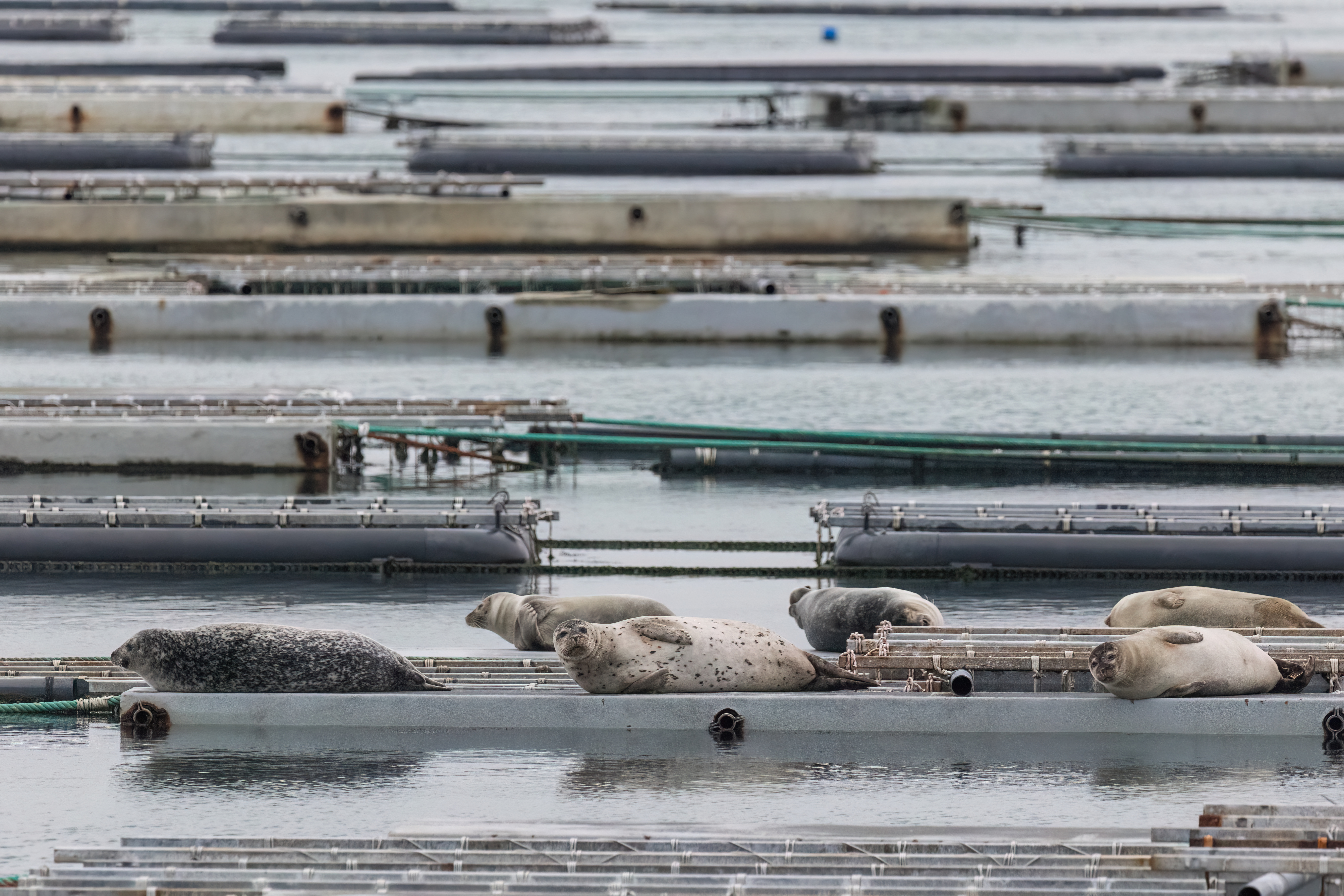 Zeehonden - foto: Eva Vermeylen