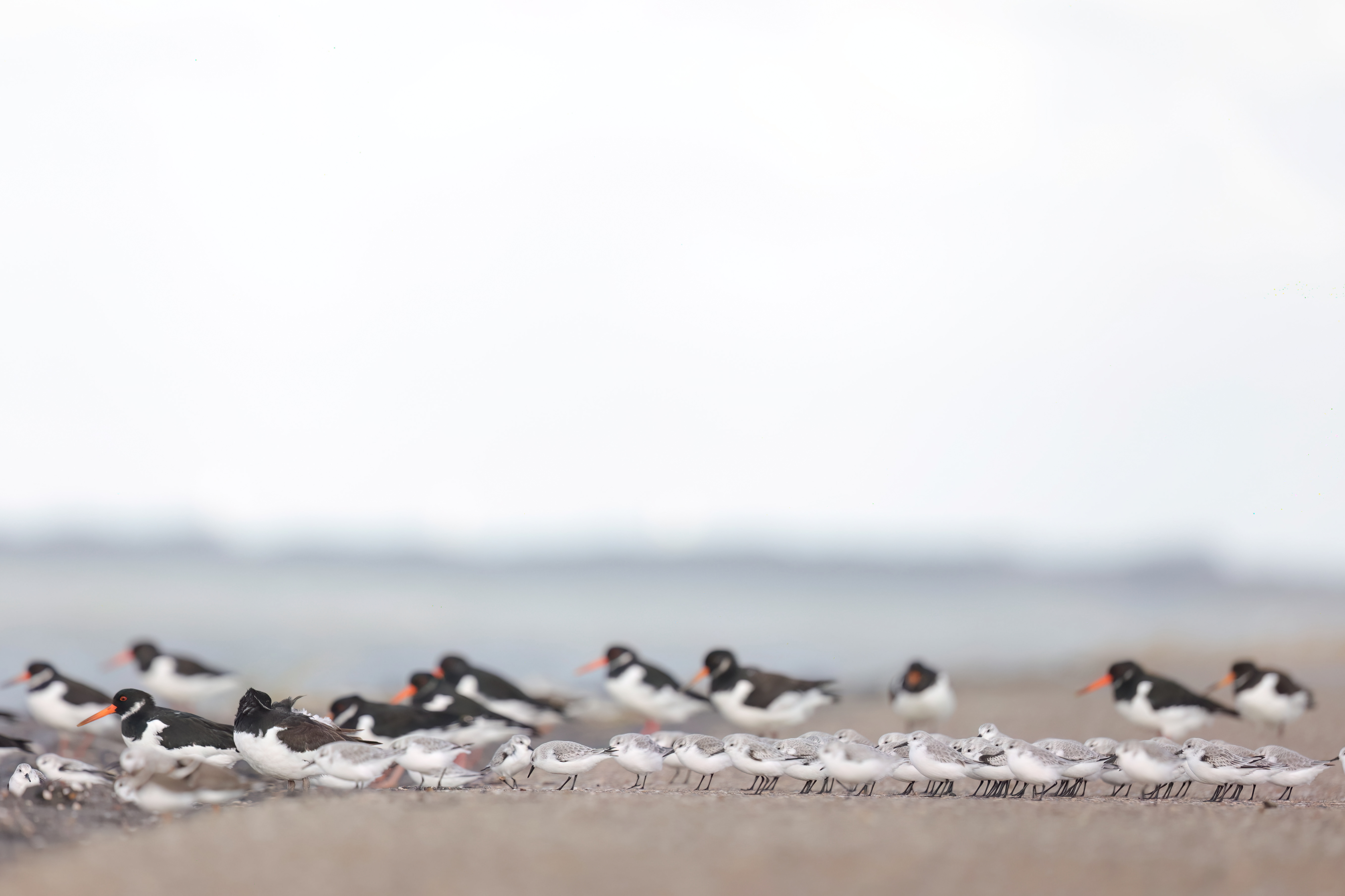 Scholeksters en drieteenstrandlopers - foto: Eva Vermeylen