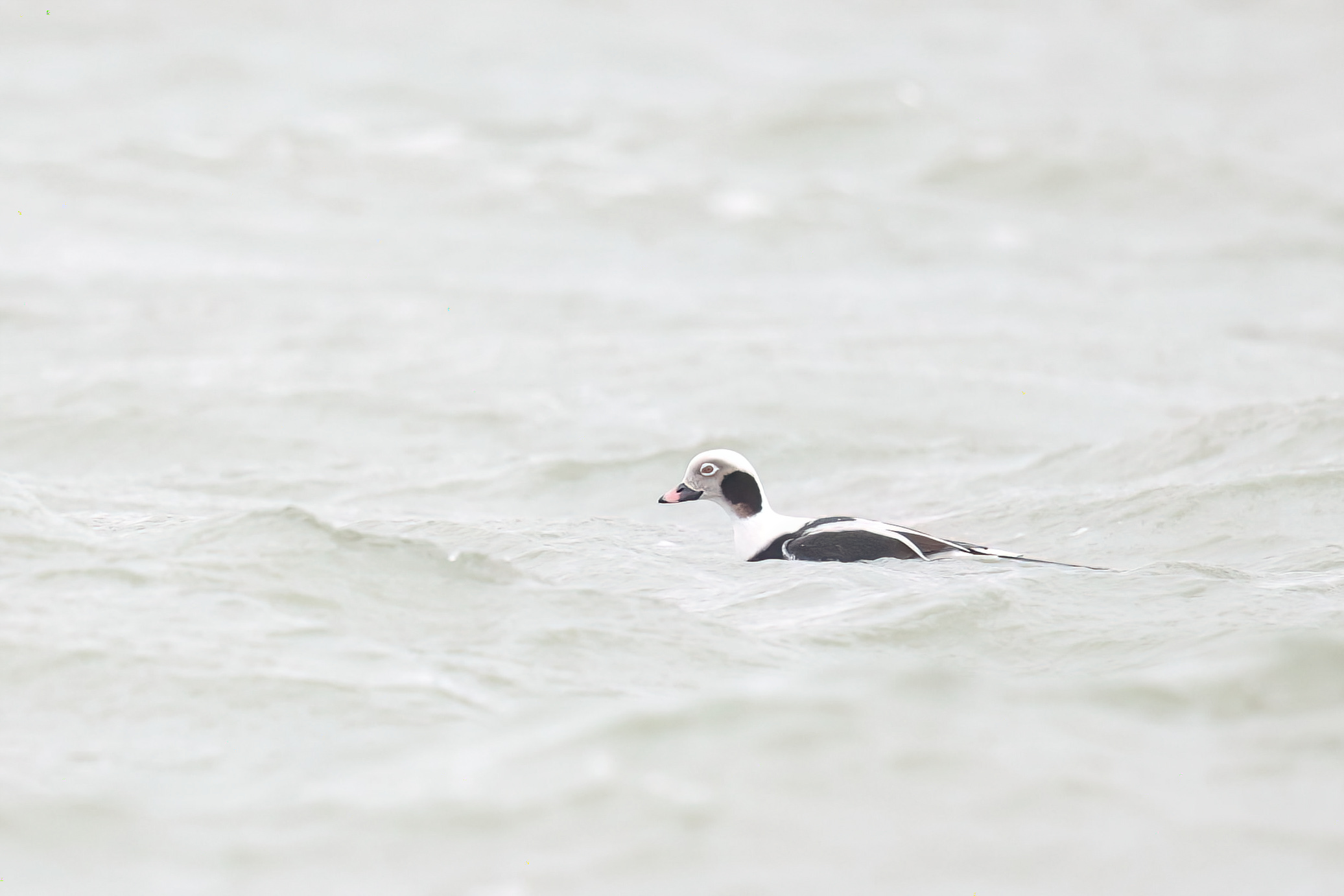 IJseend - foto: Eva Vermeylen