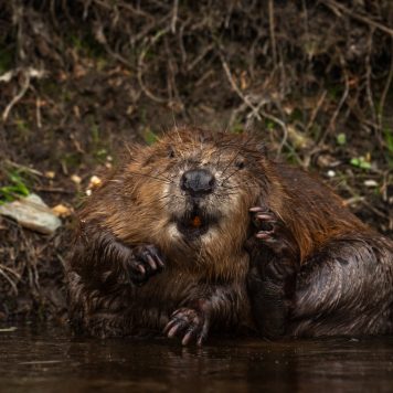 Bever - foto: Sandy Spaenhoven