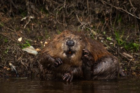 Bever - foto: Sandy Spaenhoven