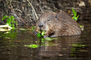 Bever - foto: Sandy Spaenhoven