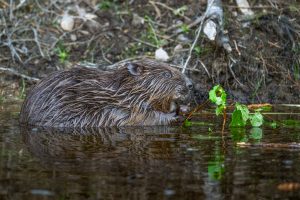 Bever - foto: Sandy Spaenhoven