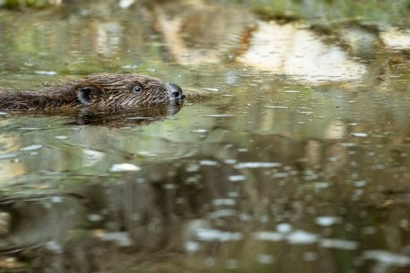 Bever - foto: Sandy Spaenhoven