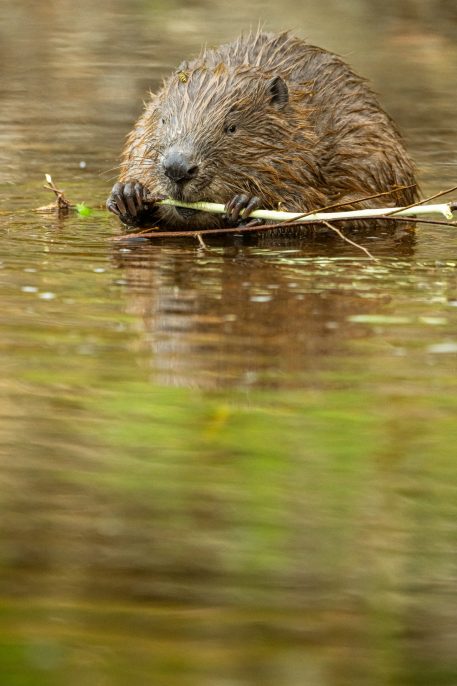 Bever - foto: Sandy Spaenhoven