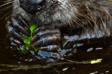 Bever - foto: Sandy Spaenhoven