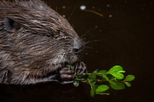 Bever - foto: Sandy Spaenhoven