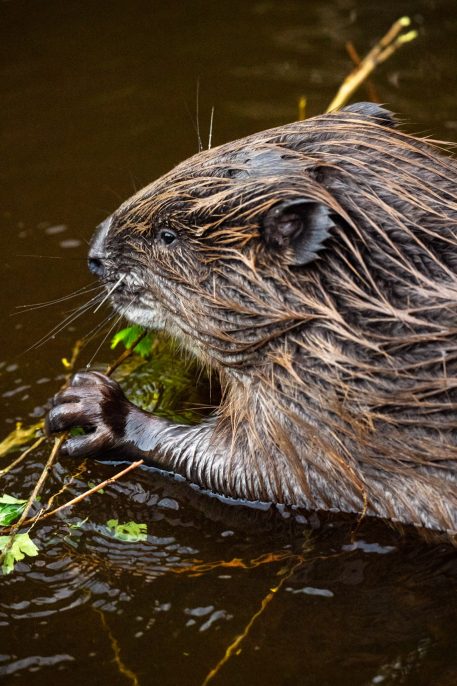 Bever - foto: Sandy Spaenhoven
