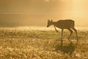 Highly Commended categorie Mens en natuur - Lourens Valster