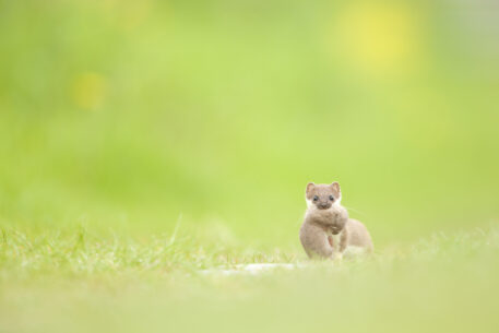 Hermelijn met jong - foto: Zenno Bloemendal