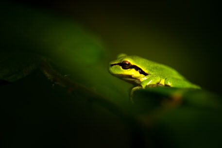 Boomkikker - foto: Hans Debruyne