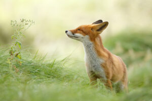 Highly Commended categorie Zoogdieren - Roeselien Raimond