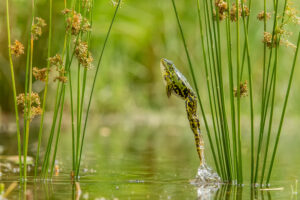 Highly Commended categorie Andere dieren - Ernst Dirksen