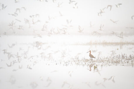 Winnaar categorie Vogels - Iris Otte