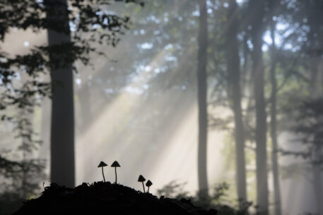 Winnaar categorie Planten en paddenstoelen - Johan De Ridder