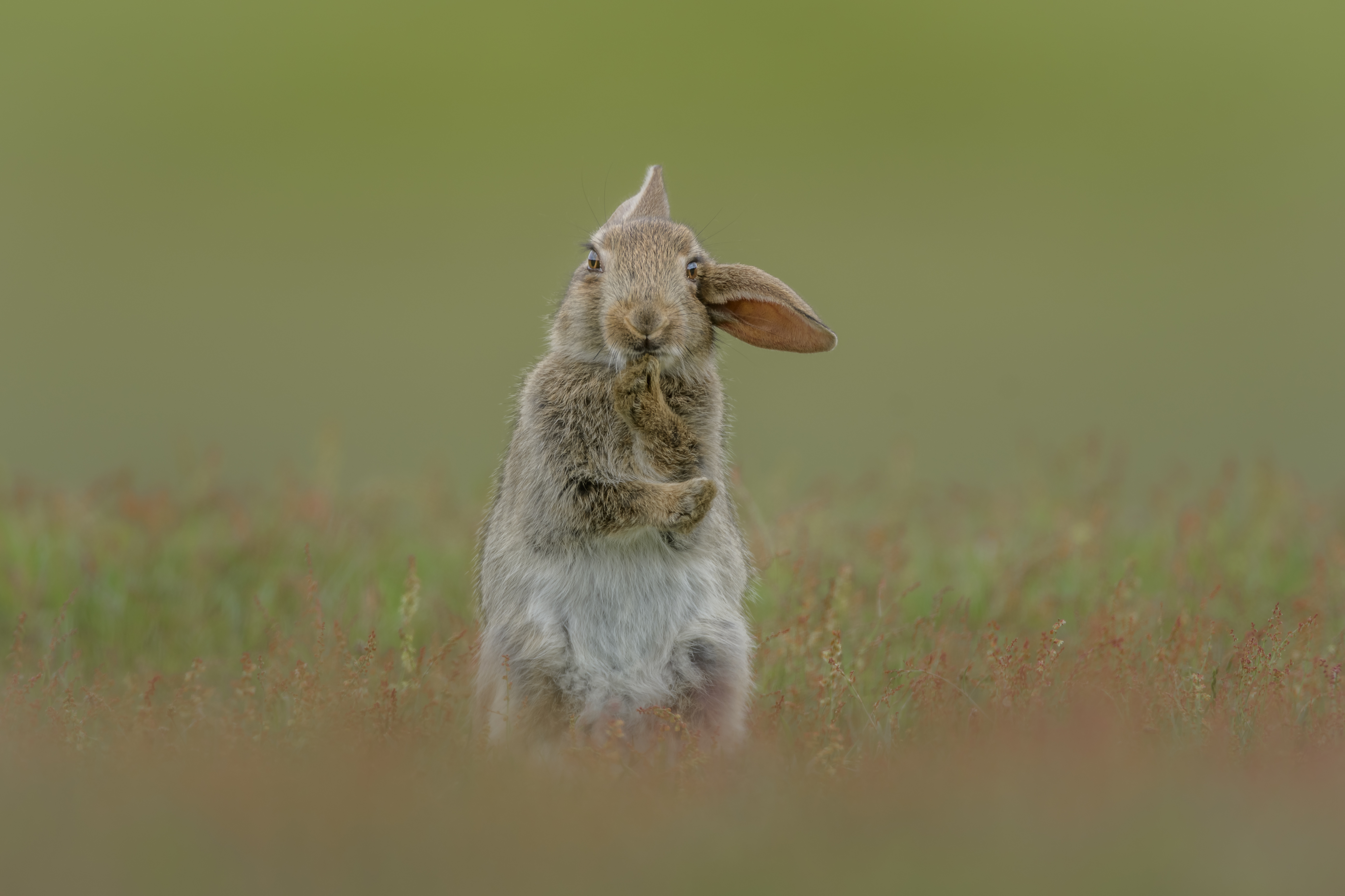 Konijn - foto: Bart Vodderie