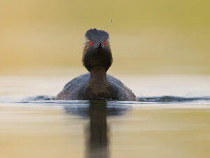 Highly Commended categorie Vogels - Marcel van Balkom