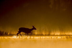 Runner up categorie Zoogdieren - Michel d'Oultremont