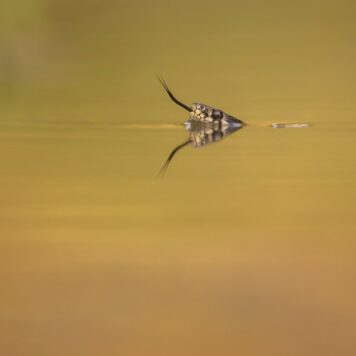 Ringslang - foto: Erik Willaert