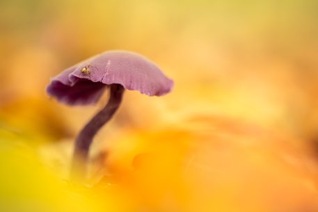 Rodekoolzwam - foto: Sandy Spaenhoven
