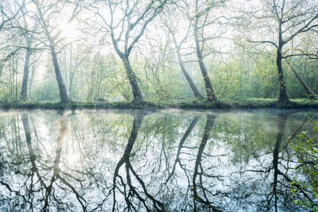 Spiegelende bomen - foto: Sandy Spaenhoven