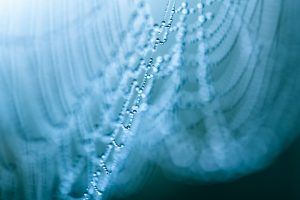 Bedauwd spinnenweb - foto: Sandy Spaenhoven