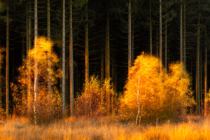 Vlammende herfst - foto: Sandy Spaenhoven