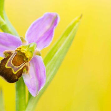 Bijenorchis - foto: Nico van Kappel