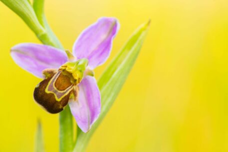 Bijenorchis - foto: Nico van Kappel