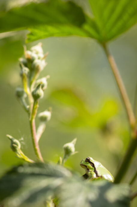 Boomkikker - foto: Sandy Spaenhoven