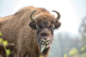 Wisent - foto: Pauline Helders