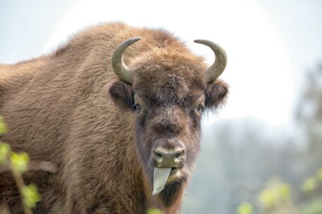 Wisent - foto: Pauline Helders