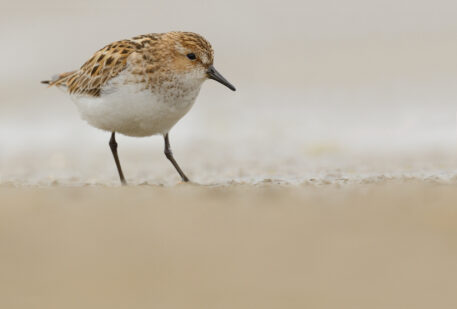 Kleine strandloper - foto: Hugo Willocx