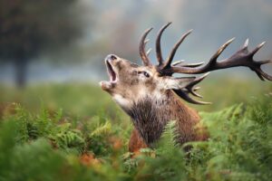 Sta op de eerste rij tijdens de hertenbronst - foto: Shutterstock
