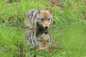 Europese wolf - Safi Kok