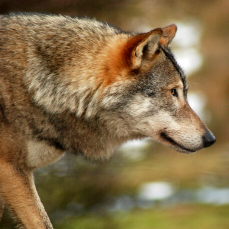 Europese wolf