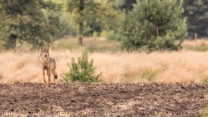 Wolf - foto: Pascal Dorny