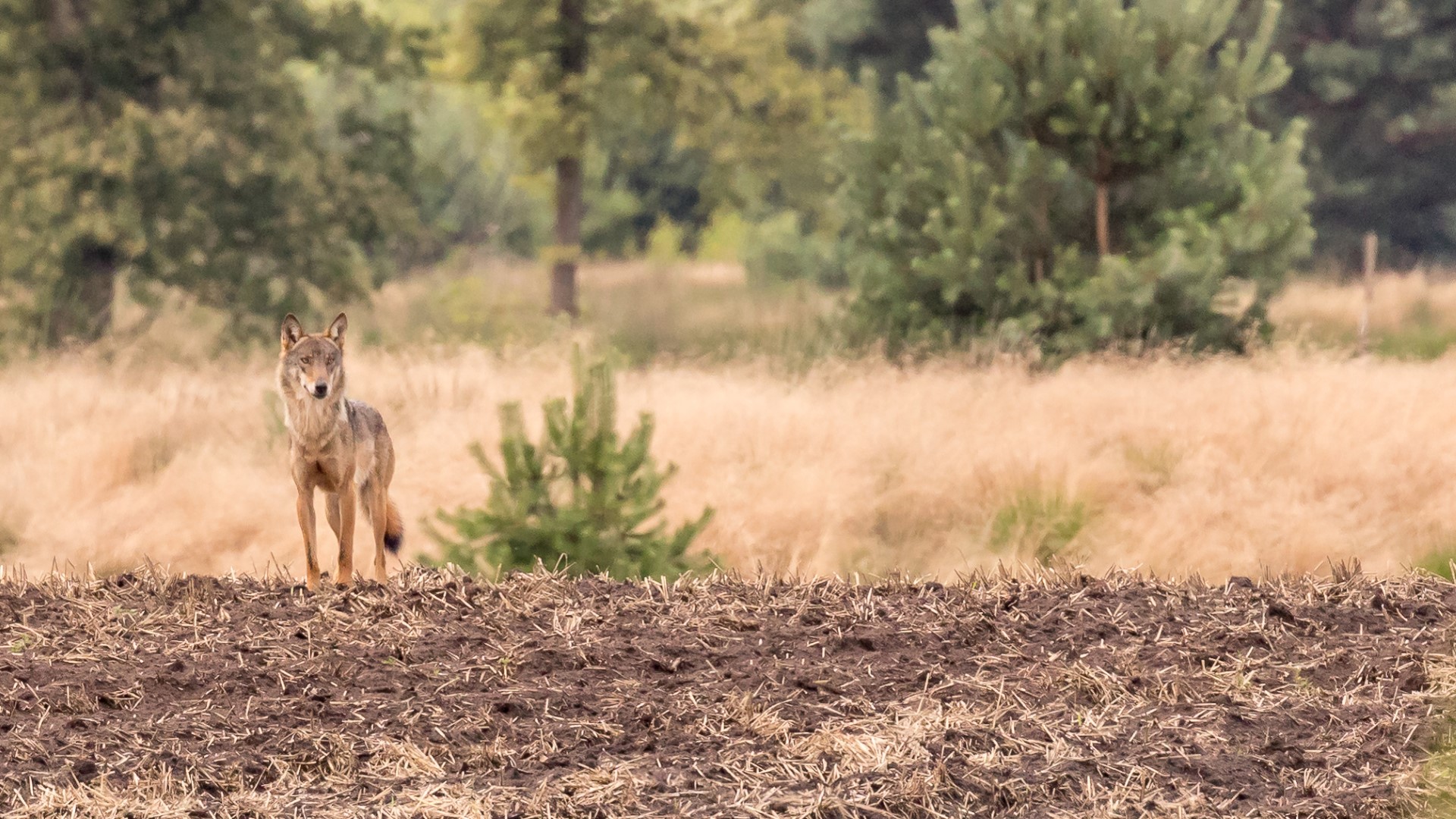 Limburgse wolf - foto: Pascal Dorny