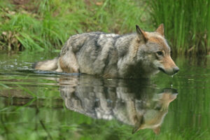 Wolf steekt beek over - foto: Safi Kok