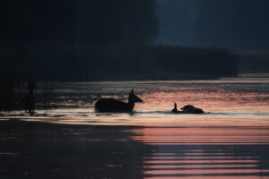 Wolf met prooi - foto: Cees van Kempen