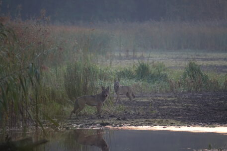 Wolven in een ven - foto: Cees van Kempen