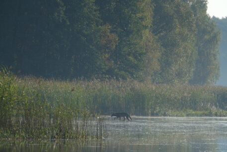 Wolf in een ven - foto: Cees van Kempen