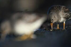 Paarse strandloper - foto: Edouard Geelhand