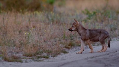 Wolvenpup - foto: Cees van Kempen