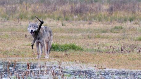 Wolf met hertengewei - foto: Cees van Kempen
